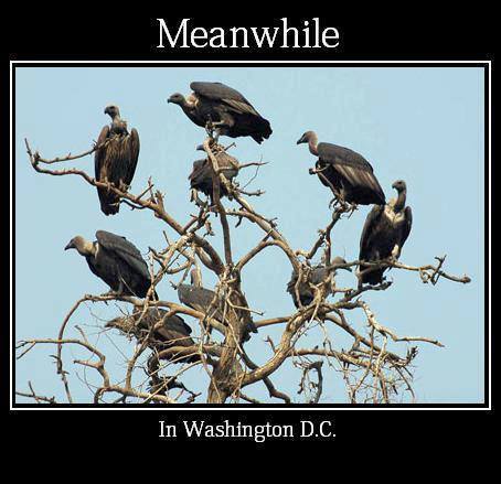 vultures.jpg